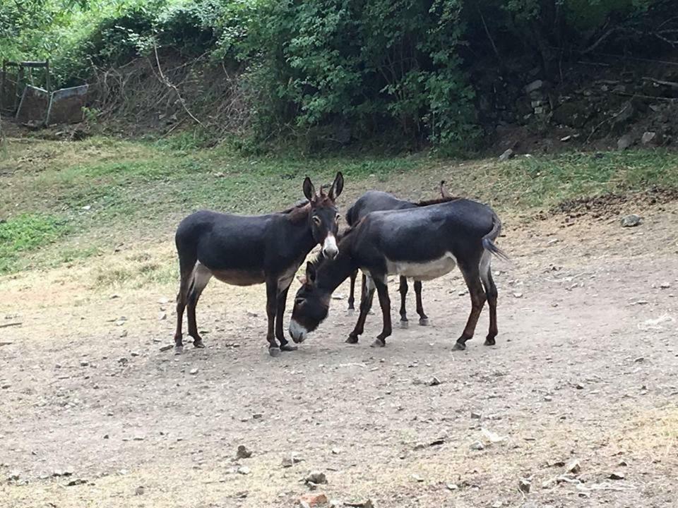 Agriturismo Rio Ricco Busana 외부 사진
